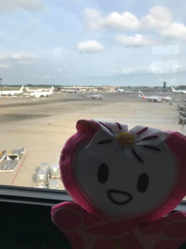 飛行機搭乗前のふ～ちゃんの写真